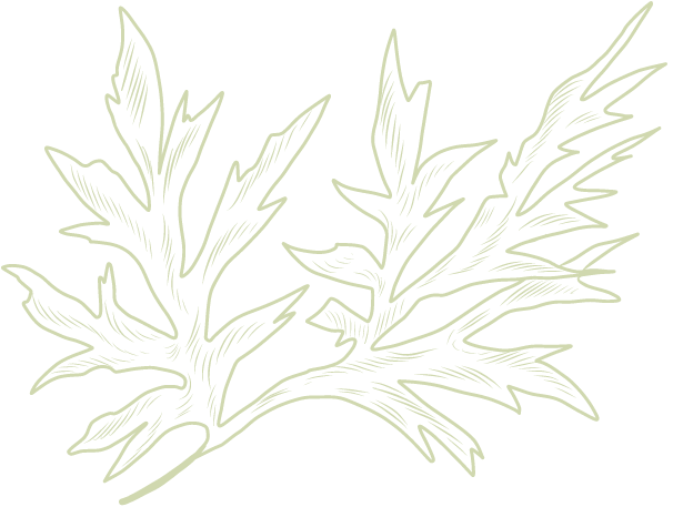 deco